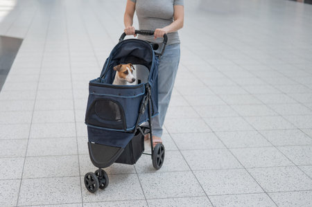 A Caucasian woman walks along the mall with her Jack Russell Terrier dog in a stroller