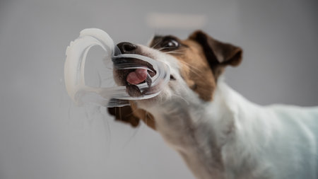 Jack Russell Terrier dog licking transparent glass on white backgroundの写真素材