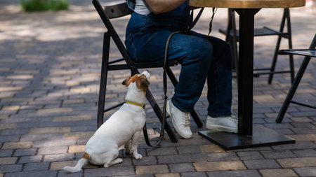 Jack Russell begging the owner in a street cafe. Woman having breakfast in dog friendly outdoor cafeの写真素材