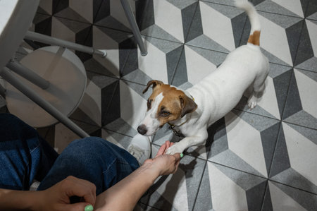 Jack Russell Terrier begging at the owners dog friendly cafe