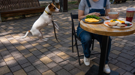 Jack Russell begging the owner in a street cafe. Woman having breakfast in dog friendly outdoor cafeの写真素材