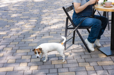 Woman having breakfast in dog friendly outdoor cafeの写真素材