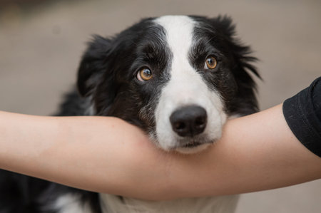 Portrait of a border collie dog at the hand of its ownerの写真素材