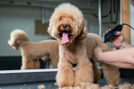 A groomer uses an electric razor to trim a poodles hairの写真素材