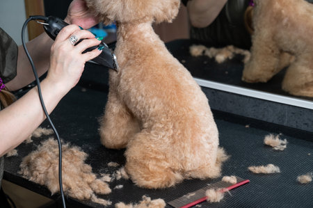 A groomer uses an electric razor to trim a poodles hairの写真素材