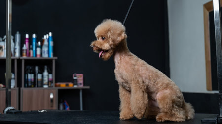 Freshly groomed poodle in a grooming salonの写真素材