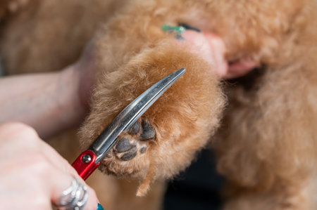 A groomer uses scissors to trim the fur on a chocolate mini poodles pawsの写真素材