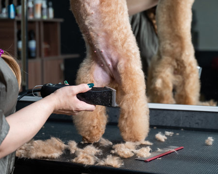 A groomer uses an electric razor to trim a poodles hairの写真素材