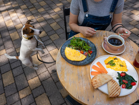 Jack Russell begging the owner in a street cafe. Woman having breakfast in dog friendly outdoor cafeの写真素材