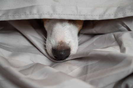 A Jack Russell Terrier dog lies with its nose sticking out from under the blanketの写真素材