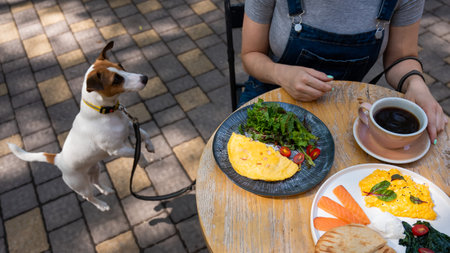 Jack Russell begging the owner in a street cafe. Woman having breakfast in dog friendly outdoor cafeの写真素材
