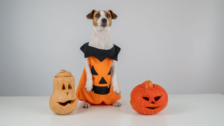 Jack Russell Terrier dog in pumpkin costume next to two jack o lanterns on white background