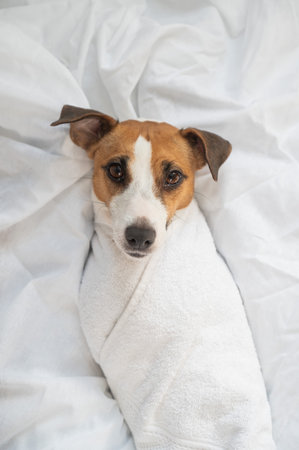 Jack Russell Terrier lying on his back wrapped in a white terry towelの写真素材