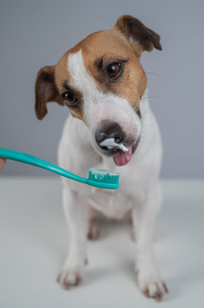 The owner offers the Jack Russell Terrier to brush her teeth. The dog licks the toothpaste