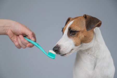 The owner offers the Jack Russell Terrier to brush her teeth. The dog licks the toothpasteの写真素材