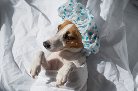 Jack Russell Terrier in a shower cap and towel. Dog spaの写真素材