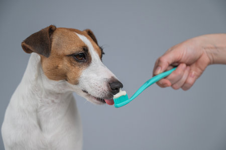 The owner offers the Jack Russell Terrier to brush her teeth. The dog licks the toothpasteの写真素材