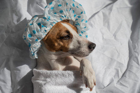 Jack Russell Terrier in a shower cap and towel. Dog spa