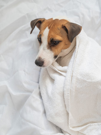 Jack Russell Terrier lying on his back wrapped in a white terry towelの写真素材