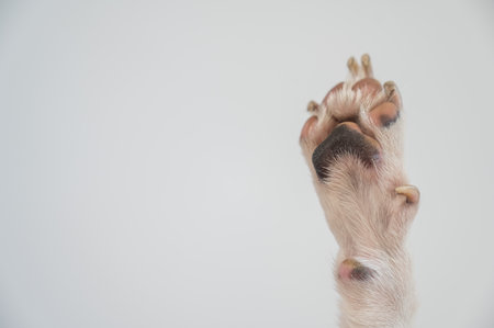 Dog paw close-up on white backgroundの写真素材