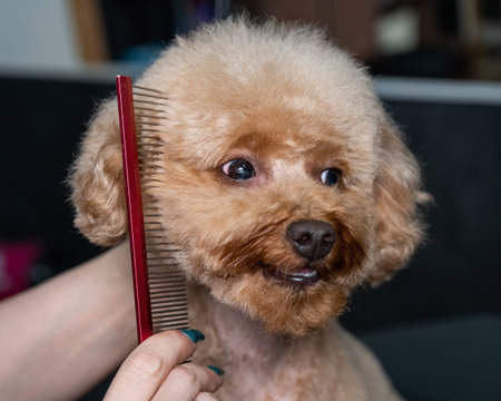 Groomer combing poodle in salon