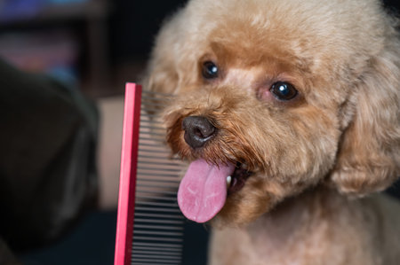 Groomer combing poodle in salon