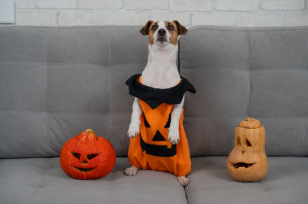 Jack Russell Terrier dog in pumpkin costume next to jack o lantern on sofaの写真素材