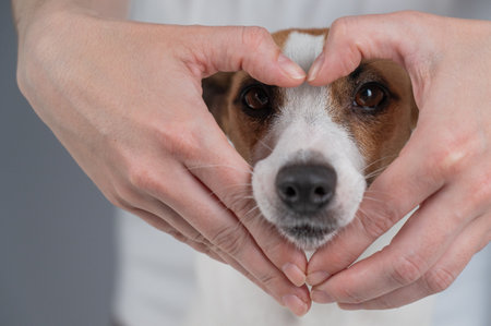 Owner holds her hands in the shape of a heart near the face of her Jack Russell Terrierの写真素材