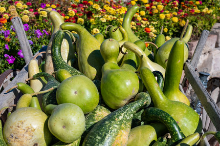 Vibrant Harvest of Gourds Amidst Colorful Bloomsの写真素材