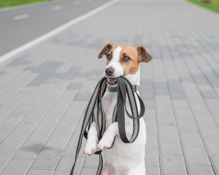 Playful Dog Excitedly Holding Leash in Its Mouthの写真素材