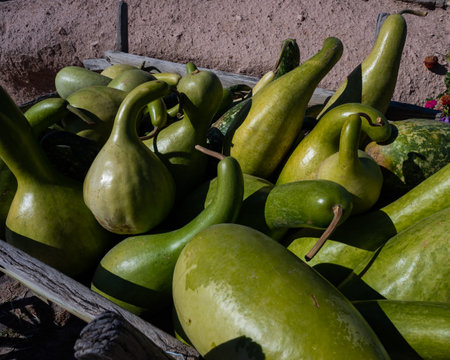 Vibrant Harvest of Gourds Amidst Colorful Bloomsの写真素材