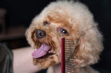 Groomer combing poodle in salonの写真素材