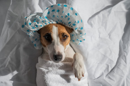 Jack Russell Terrier in a shower cap and towel. Dog spa
