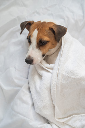 Jack Russell Terrier lying on his back wrapped in a white terry towelの写真素材
