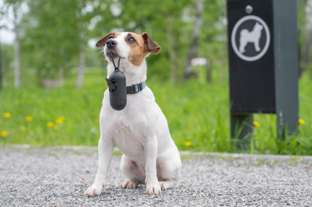This delightful photograph features a small dog, characterized by its white and brown coat, proudly...