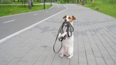 Playful Dog Excitedly Holding Leash in Its Mouthの写真素材