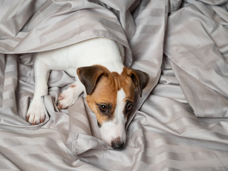 Jack russell terrier dog lying in bedの写真素材