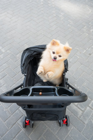 Cute spitz dog in pet stroller outdoorsの写真素材