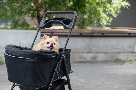 Cute spitz dog in pet stroller outdoorsの写真素材