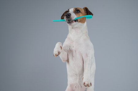 Jack Russell Terrier Dog Holding a Toothbrush in His Mouthの写真素材