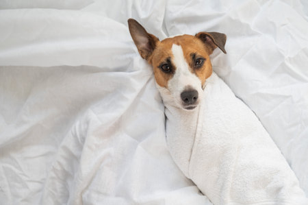 Jack Russell Terrier lying on his back wrapped in a white terry towelの写真素材