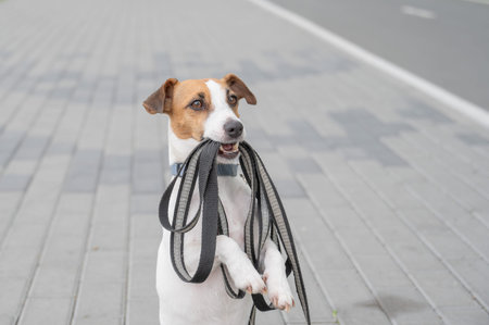 Playful Dog Excitedly Holding Leash in Its Mouth