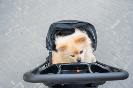 Cute spitz dog in pet stroller outdoorsの写真素材