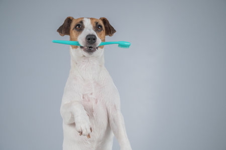 Jack Russell Terrier Dog Holding a Toothbrush in His Mouthの写真素材