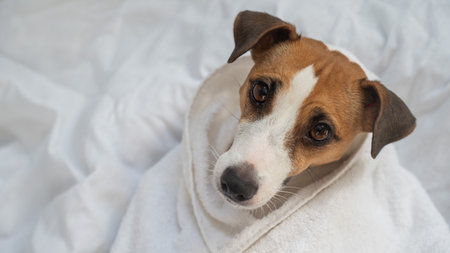 Jack Russell Terrier lying on his back wrapped in a white terry towelの写真素材