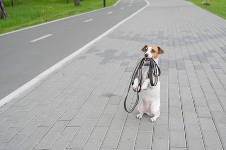 Playful Dog Excitedly Holding Leash in Its Mouthの写真素材