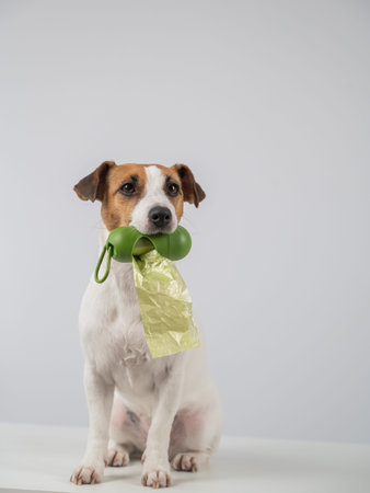 Jack Russell Terrier dog holding container with dog waste bag