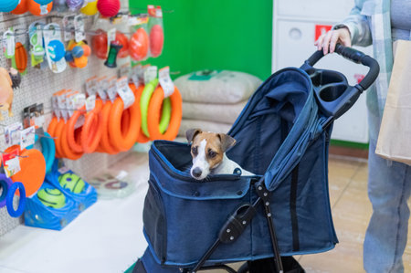 A woman is shopping at a pet store with her Jack Russell Terrier dog in a strollerの写真素材