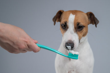 The owner offers the Jack Russell Terrier to brush her teeth. The dog licks the toothpasteの写真素材