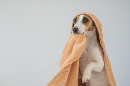 Jack Russell Terrier dog wrapped in towel on white backgroundの写真素材